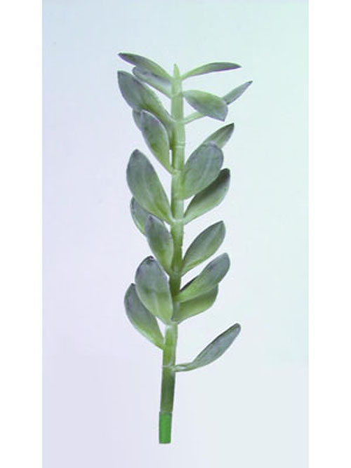 Geldb�umchen-Spro�, 30cm