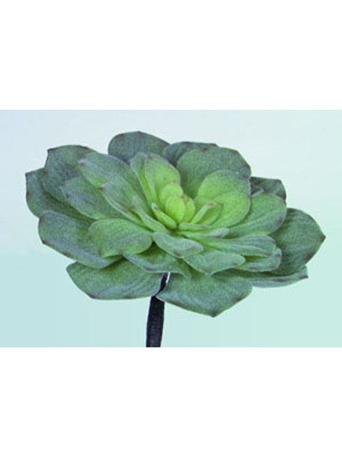 Echeveriakaktus, 20cm