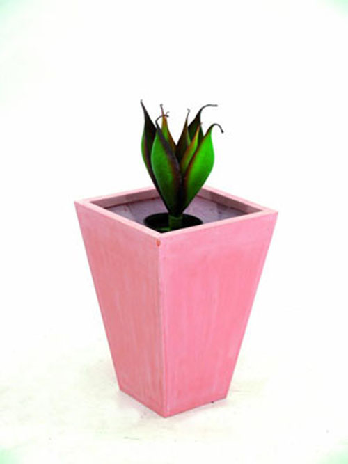 Lotus-Agave, 34cm
