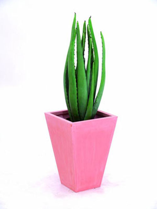 Aloe-Vera-Pflanze, 63cm