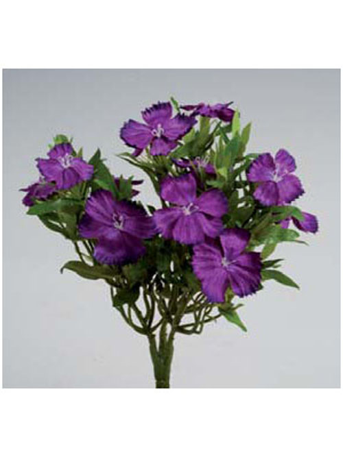 Dianthus Busch 23cm H�he violett dunkel