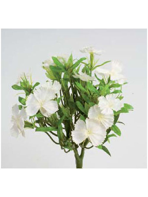 Dianthus Busch 23cm H�he wei�