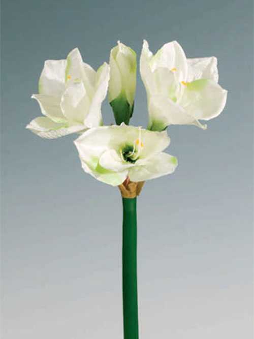Amaryllis 3+1 Bl�ten 80cm H�he wei�