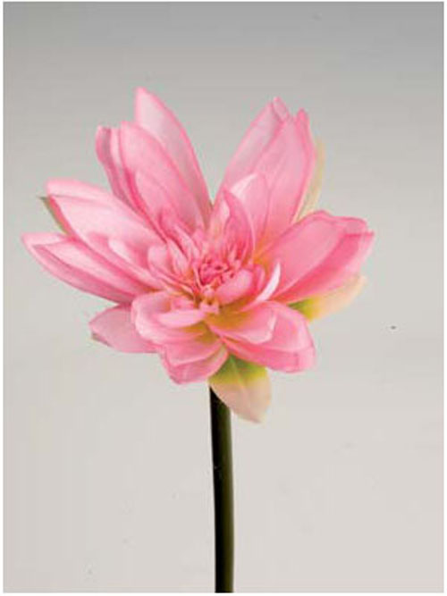 Lotos 70cm H�he rosa