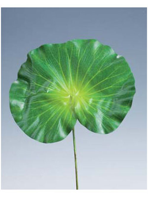 Lotos Blatt 60cm H�he 30cm Durchmesser gr�n