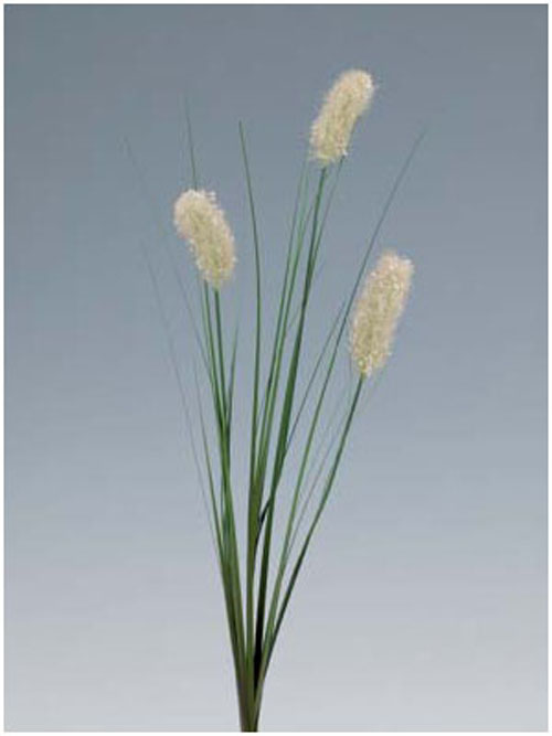 Sommerpompongras 78cm H�he creme