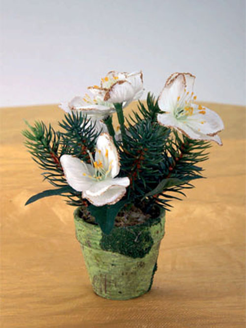 Christrose T�pfchen 5cm H�he 5cm Durchmesser wei� creme
