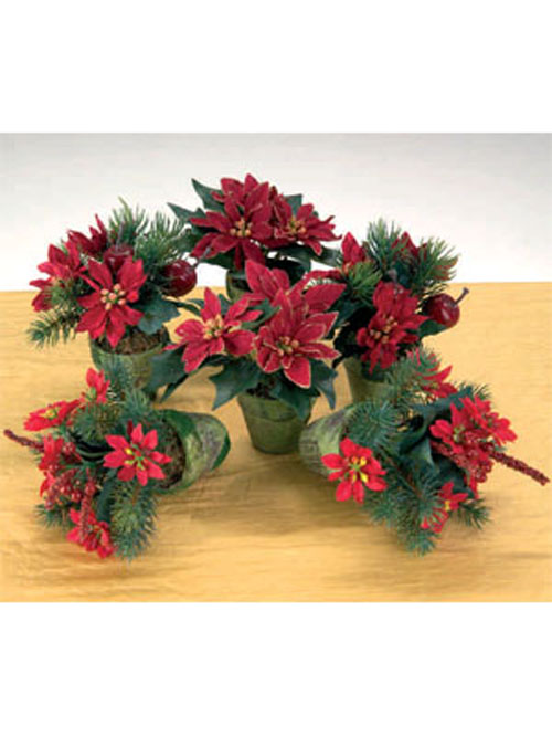 Poinsettia T�pfchen rot 14cm H�he 5,5cm Durchmesser