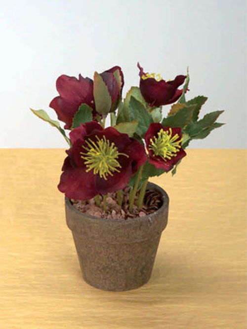 Christrose Topf 7cm H�he 8cm Durchmesser burgunder