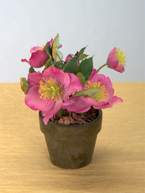 Christrose Topf 7cm H�he 8cm Durchmesser rosa dunkel