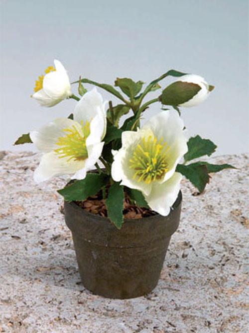 Christrose Topf 7cm H�he 8cm Durchmesser wei� creme