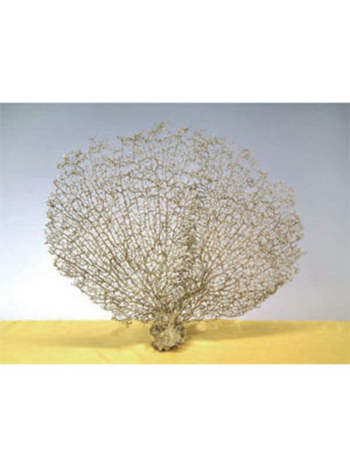 F�cherkoralle 56cm H�he 65cm Breite golden