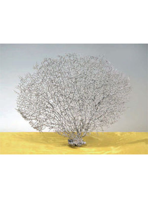F�cherkoralle 56cm H�he 65cm Breite silber