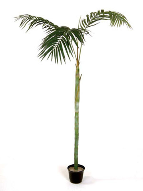 Schmetterlingspalme 3 Abzweige 210cm H�he gr�n