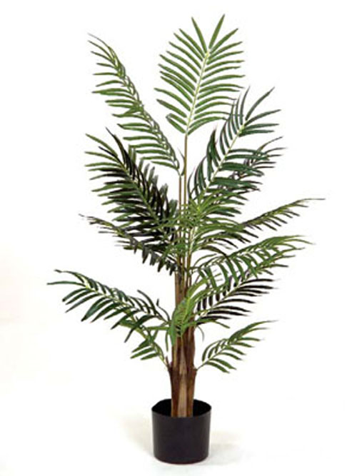 Phoenixpalme x16 120cm H�he getopft gr�n