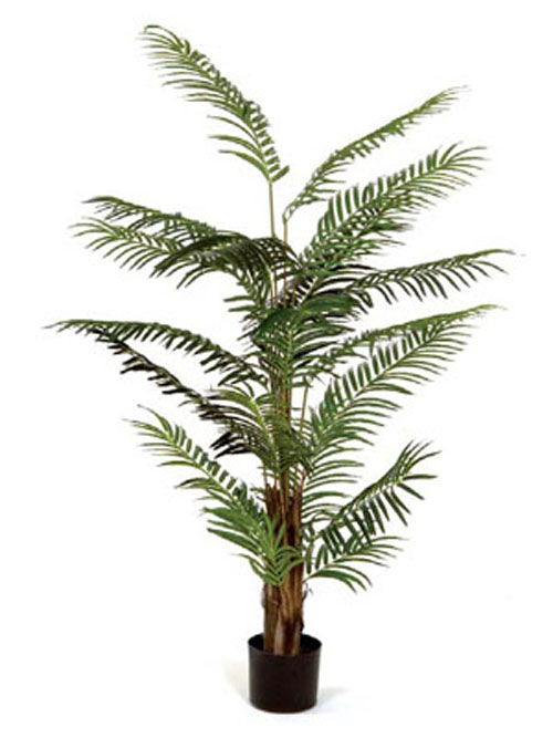 Phoenixpalme x20 170cm H�he getopft gr�n