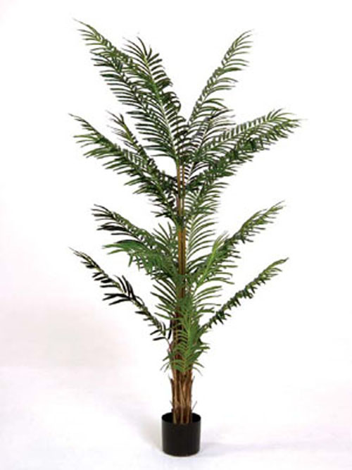 Phoenixpalme x24 210cm H�he getopft gr�n