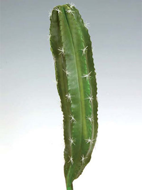 S�ulen Kaktus 55cm H�he