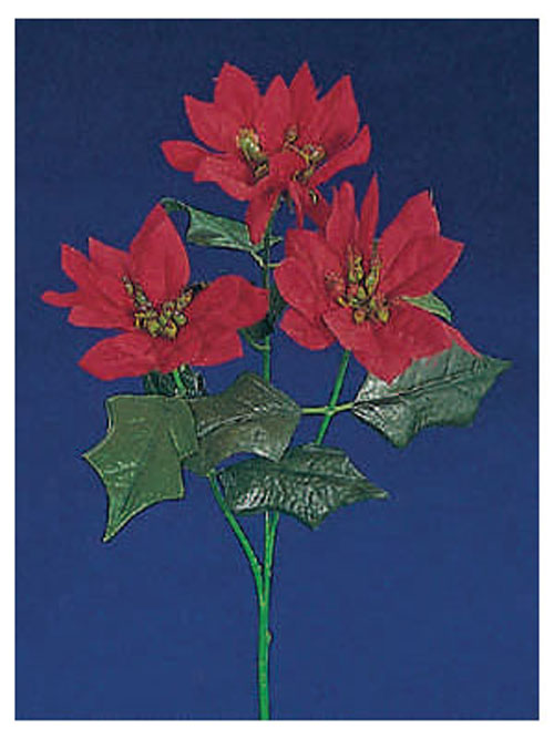 Poinsettia 3 Bl�ten rot 40cm H�he