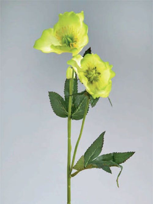 Christrose 2+1 Bl�ten 50cm H�he lemon gr�n