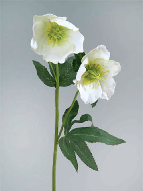 Christrose 2+1 Bl�ten 50cm H�he wei�
