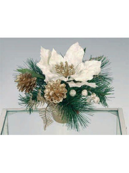 Arrangement Poinsettia im Goldtopf wei� 9cm H�he